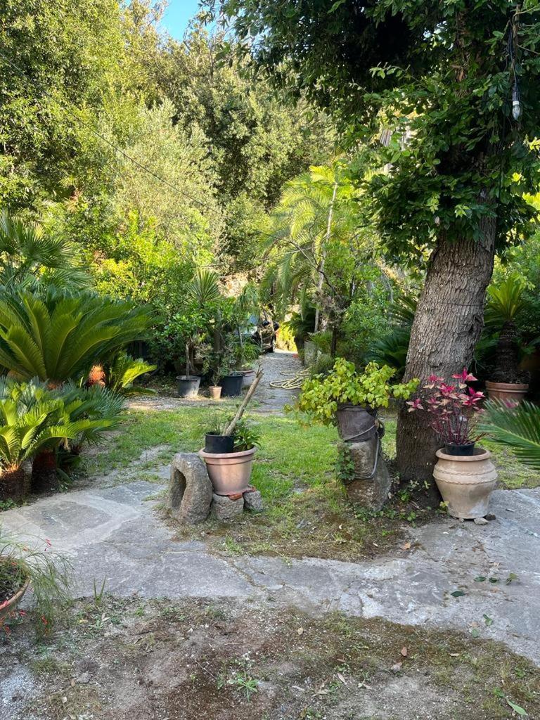 Le Dimore Di Zaro - Green Paradise Forio di Ischia Екстериор снимка